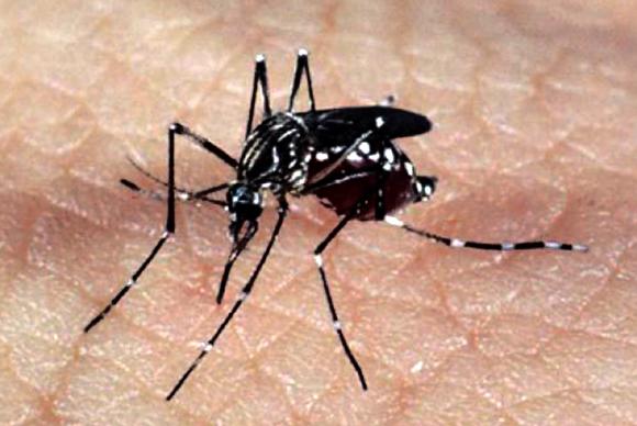 Dengue: Brasil tem 184 mortes confirmadas e mais de 600 em investigação