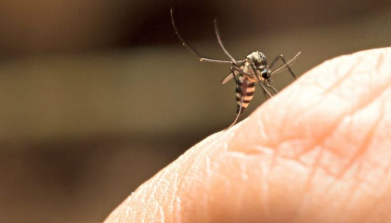 Município de Urussanga está infectado pelo vírus da febre amarela