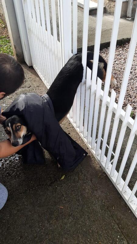 Bombeiros resgatam cachorro preso em grade de ferro em Criciúma