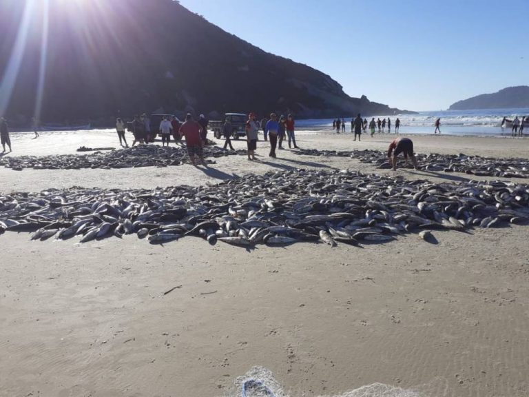 Quase 8 mil tainhas são capturadas em Florianópolis neste domingo