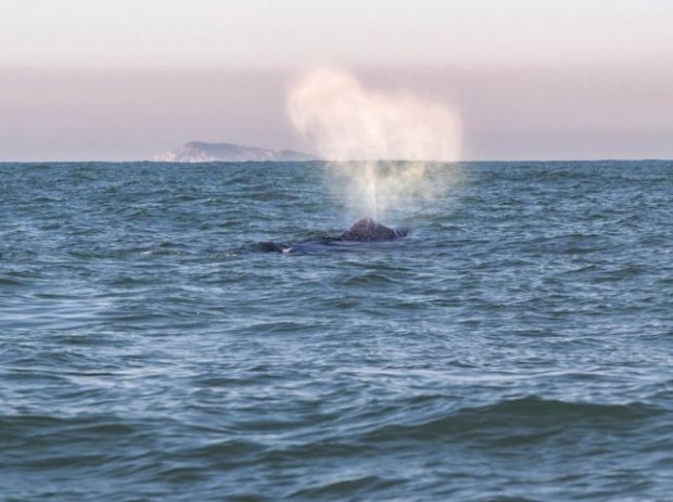 Temperatura do mar atrai baleias jubarte ao litoral catarinense
