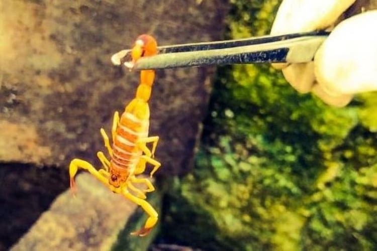 Após casos de escorpião-amarelo na região, Cocal do Sul redobra cuidados