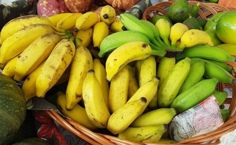Pedidos de mudas de banana gratuitas podem ser feitos até agosto