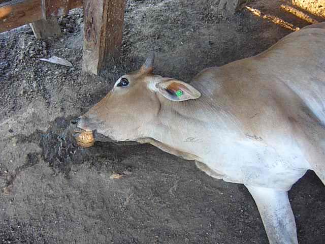 Amurel: Cidasc confirma oito casos de raiva bovina na região