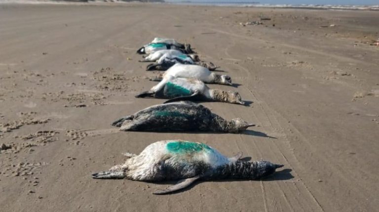 (Vídeo): número de pinguins mortos chama atenção em praias do Sul de SC