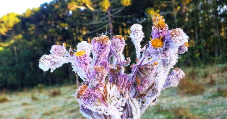 SC registra geada e frio de -1.6°C em plena primavera