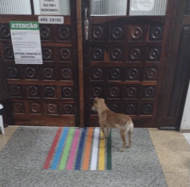 Cachorro aguarda dona na porta de hospital por mais de uma hora