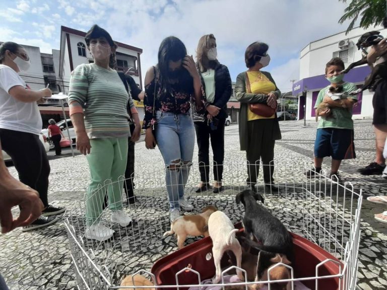 Sábado Animal reúne cães e gatos para adoção