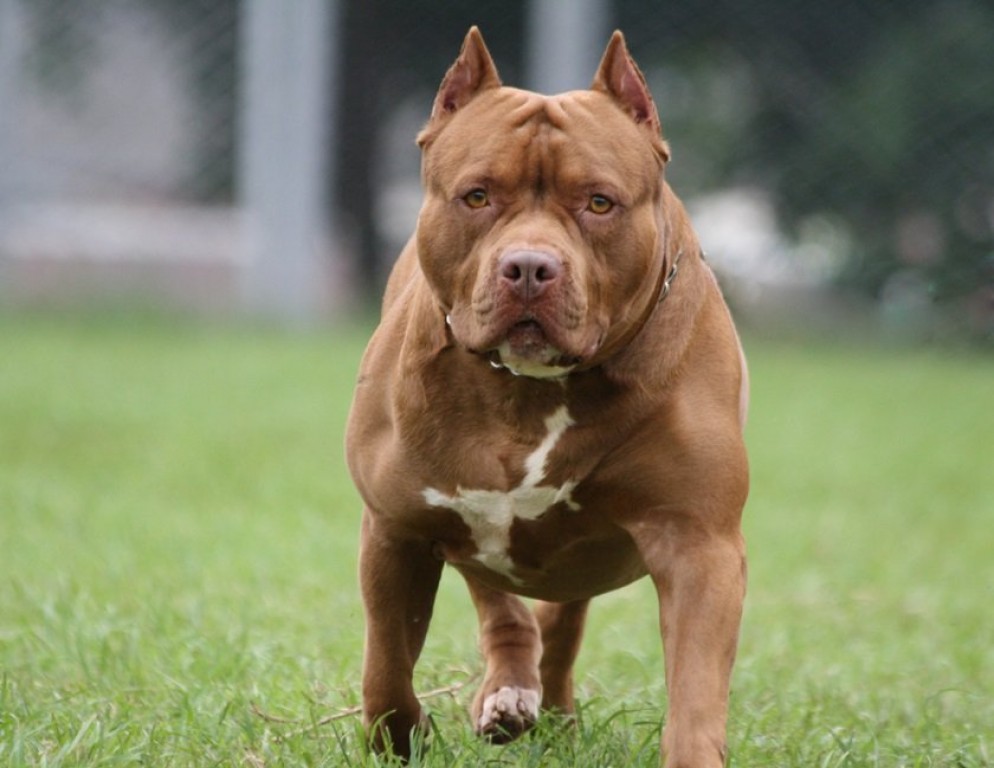 Pit bull solto em rua de Braço do Norte causa pânico entre moradores | TN  Sul | Portal de Notícias