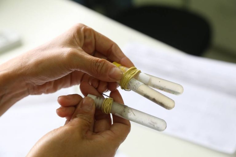 Ministério da Saúde prevê que casos de dengue chegue aos 4 milhões em 2024
