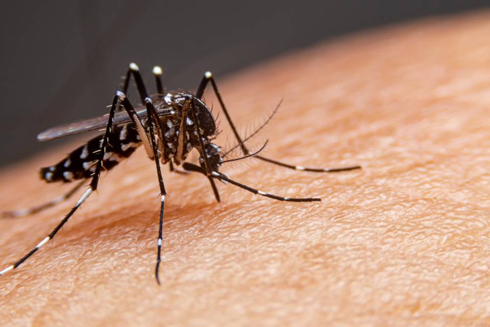 Mortes por dengue chegam a 113 no país e quase 500 óbitos são investigados