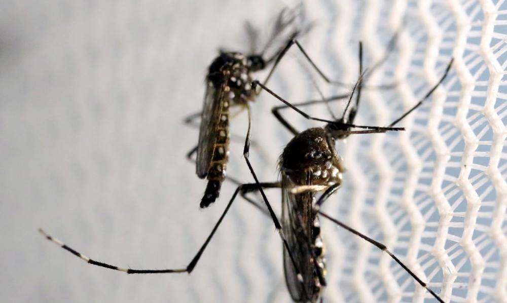 Orleans emite alerta epidemiológico de infestação do mosquito da Dengue