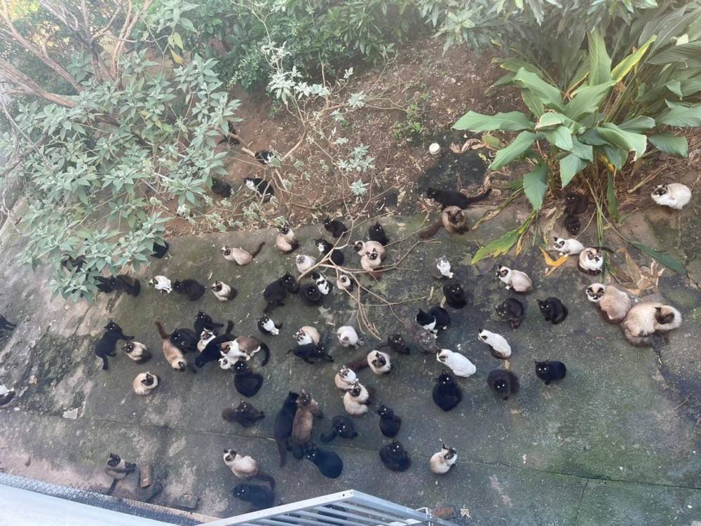 Estadual: Mulher é indiciada por maltratar e abandonar 125 gatos