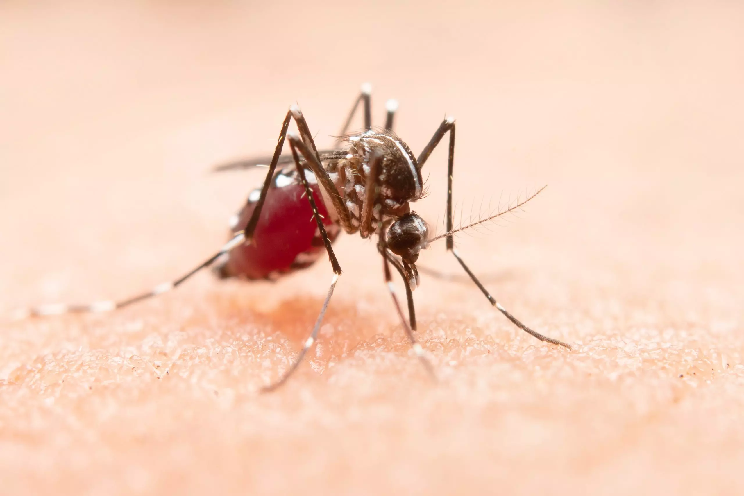 Santa Catarina registra 29 mortes por dengue em 2023