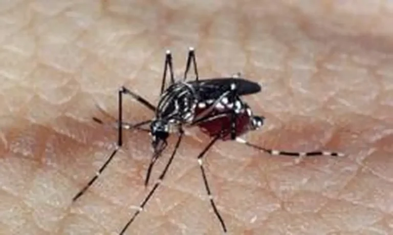 Mortes recentes na região estão sendo investigadas como suspeitas de dengue