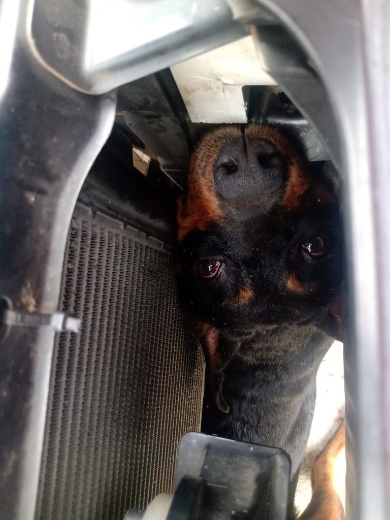 Jaguaruna: cão fica preso em radiador e é resgatado pelos bombeiros