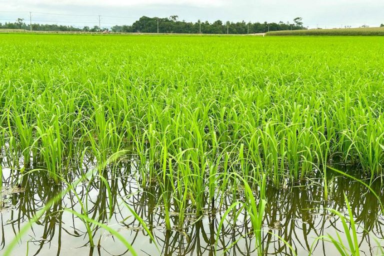 Após chuvas, previsão de temperaturas altas deve ajudar a rizicultura de SC