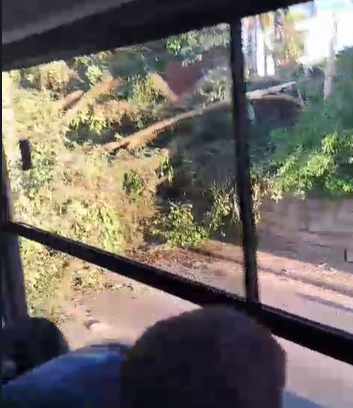 VÍDEO: Árvore caída em estrada causa transtornos no transito de Criciúma