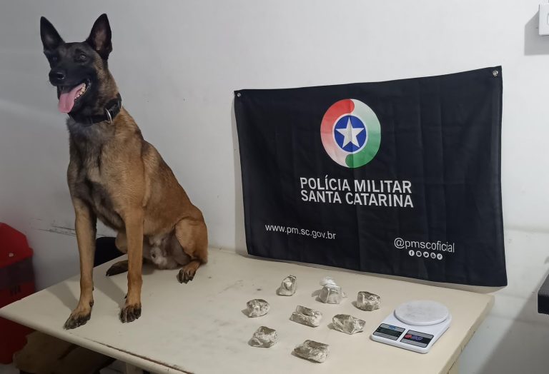 Com cão farejador, PM apreende quase meio kg de maconha em Araranguá