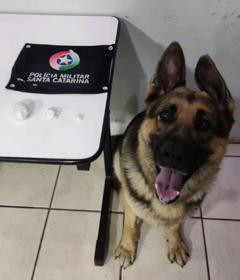 Criminosos fogem, mas deixam porção  de cocaína em Criciúma