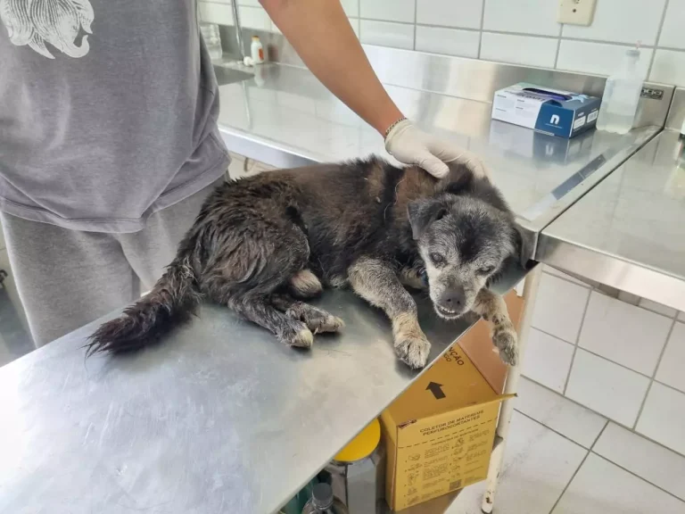 Cão é resgatado após ficar três dias preso no bueiro em Criciúma