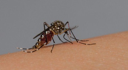 Brasil se aproxima de 1 milhão de casos prováveis de dengue