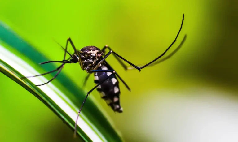 Joinville tem mais mortes por dengue que todo o Estado do RJ