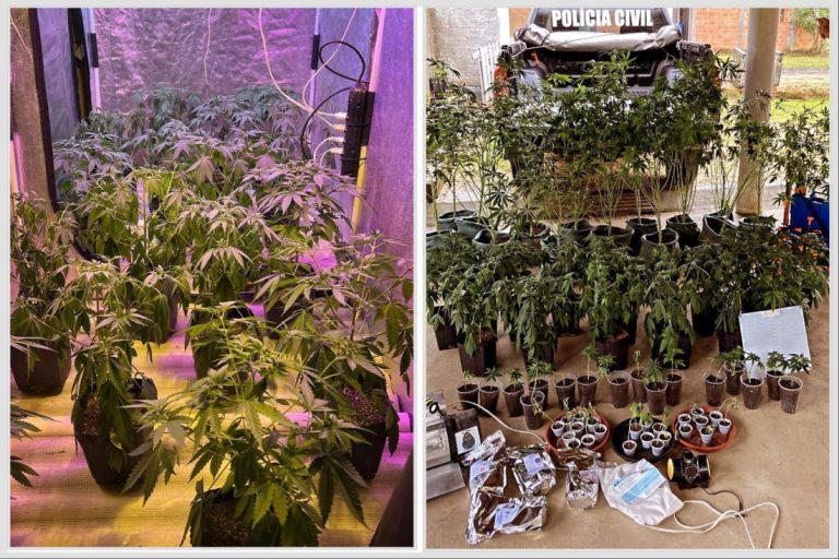 Polícia descobre grande plantação de maconha em Jaguaruna