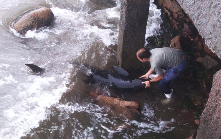 Boto encalhado em Laguna preocupa moradores sobre o futuro dos animais