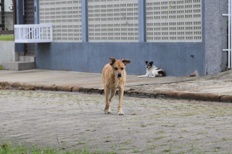 Projeto busca desconto no IPTU pra quem adotar cão de rua no Rincão