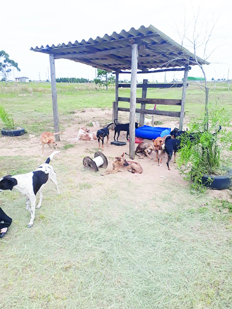 Centro de Zoonoses será pauta de reunião nesta sexta-feira