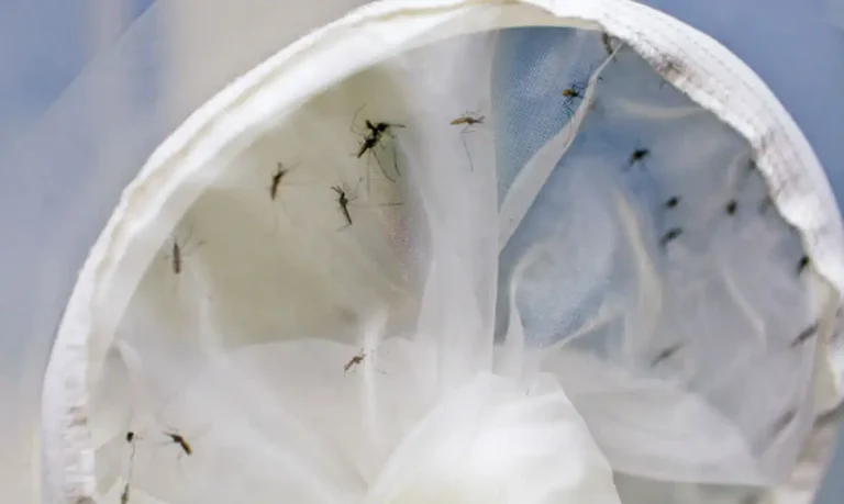 Brasil tem 391 mortes por dengue; Estados decretam emergência