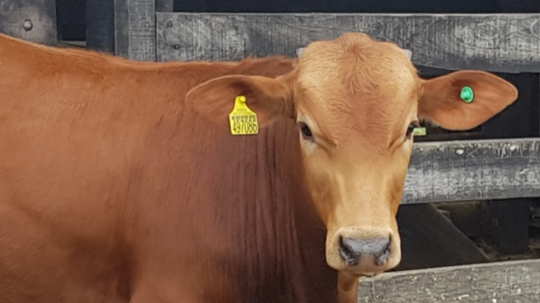 Santa Catarina: Sistema de identificação de bovinos completa 16 anos