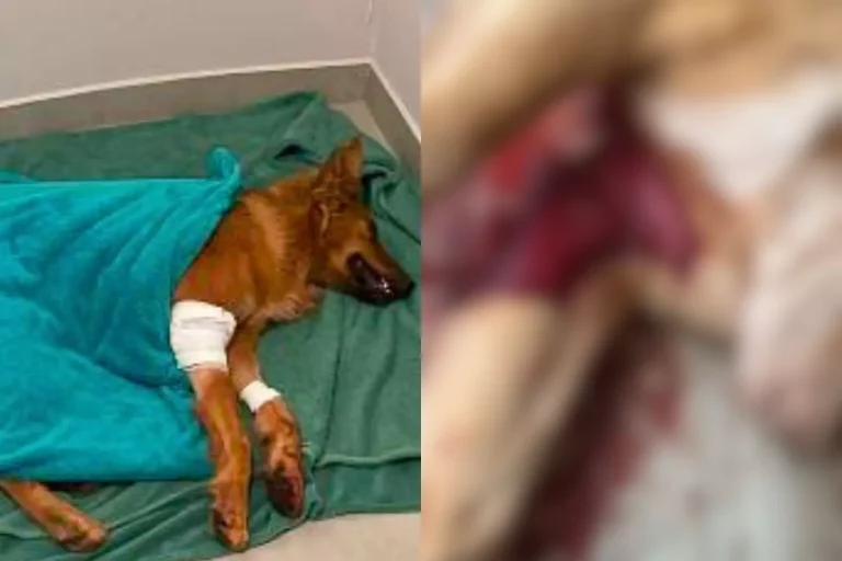 Cão morre após ser encontrado esfaqueado em Braço do Norte