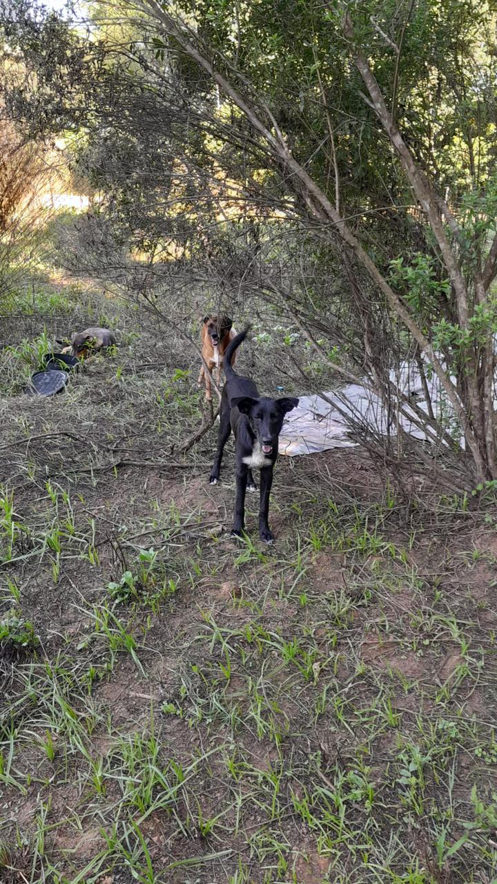Urussanga adota medidas mais severas para quem abandona animais