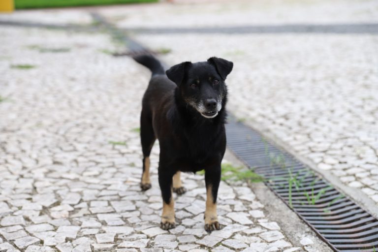 MPSC quer que Tubarão implante políticas públicas de bem-estar animal