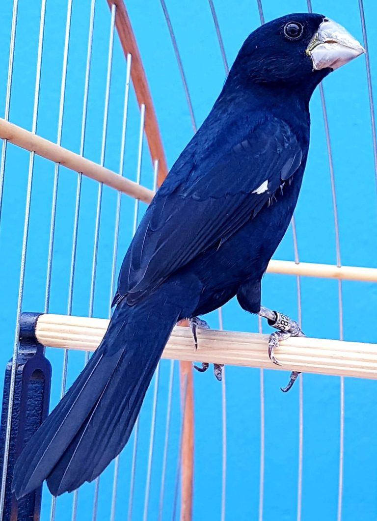 Estado reforça medidas de biosseguridade em eventos com aves passeriformes