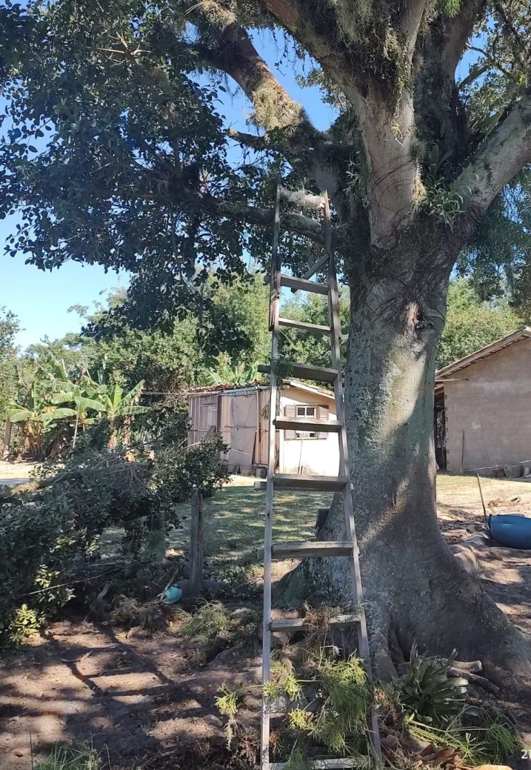Idoso é levado em estado grave ao hospital após cair de árvore