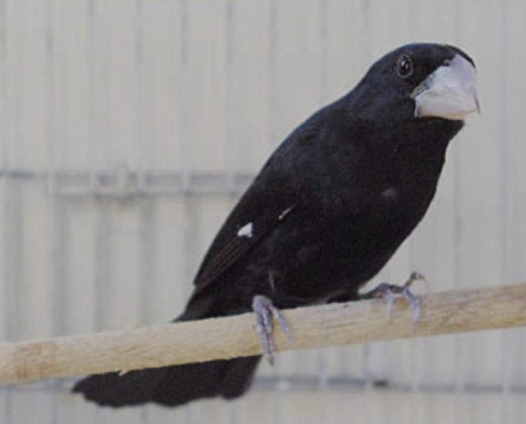 Estado reforça medidas de biosseguridade em eventos com aglomeração de aves