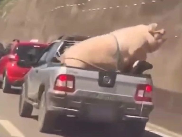 Porco é amarrado ilegalmente na caçamba de caminhonete; Veja vídeo