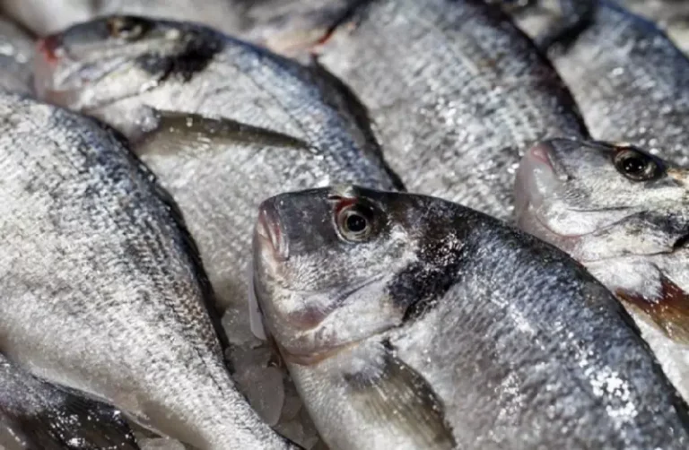 Exportações brasileiras de peixes batem recorde em 2024