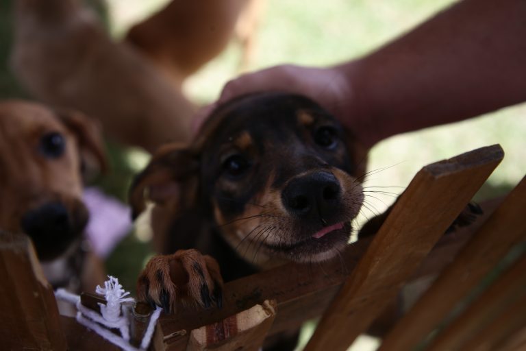 Prefeitura inicia estruturação do Departamento de Bem-Estar Animal 