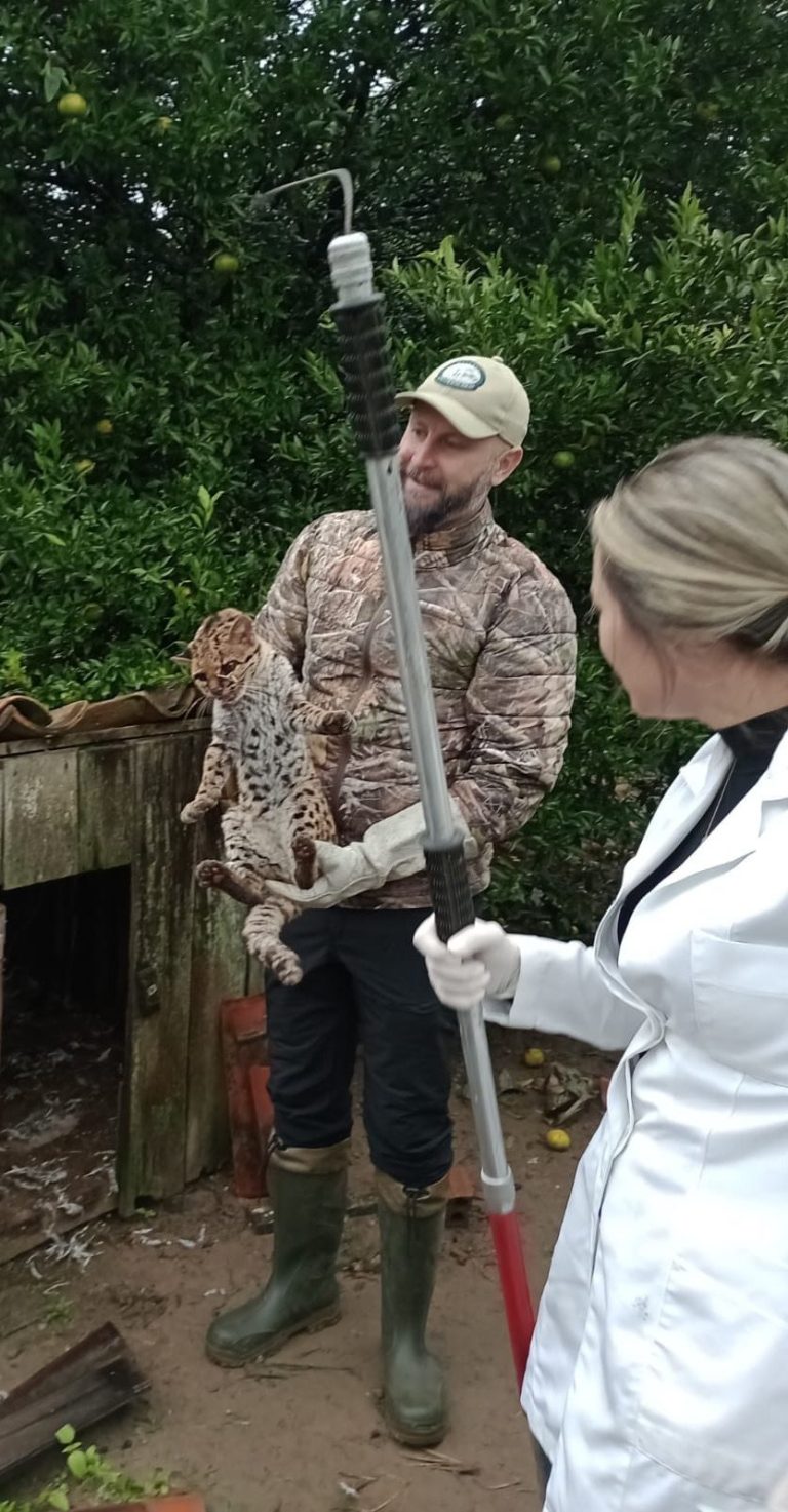 Gato Maracajá se aloja em galinheiro e bombeiros são acionados para captura