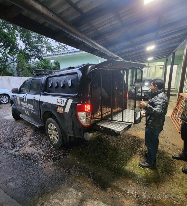 Casal é preso com mais de 2 kg de droga em Criciúma