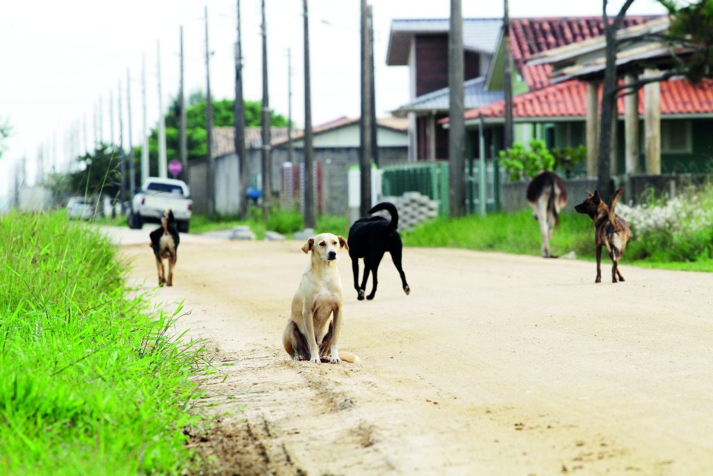 Censo em Criciúma visa combater o abandono de animais nas ruas | TN Sul ...