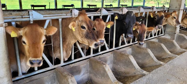 Estado está há 17 anos como Zona Livre de Febre Aftosa sem Vacinação