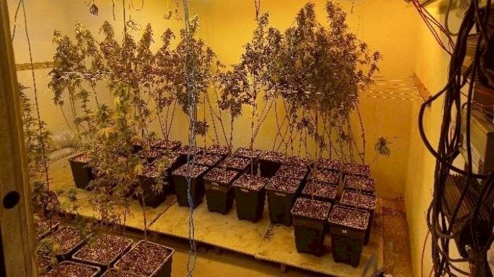 Homem é preso com 249 pés de maconha em galpão no Sul do estado