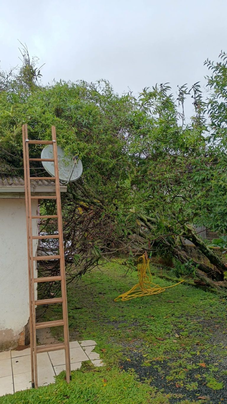 Árvore cai sobre casa em Forquilhinha