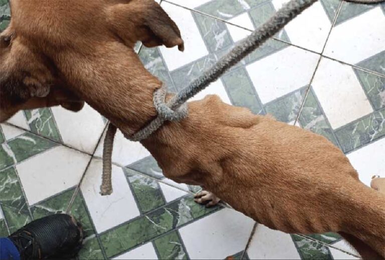 Cão é resgatado em situação de maus-tratos e tutor é preso em flagrante