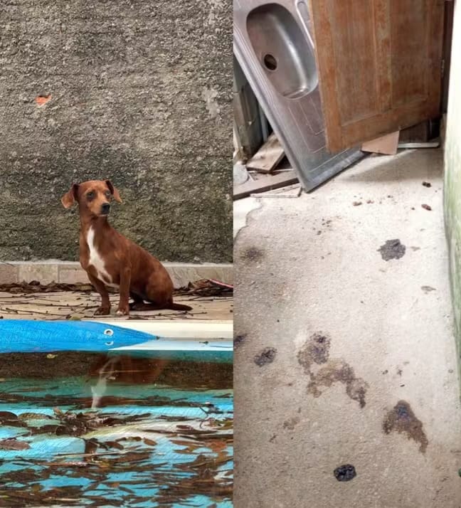 Mulher é presa após cinco cães serem achados mortos dentro de casa em SC
